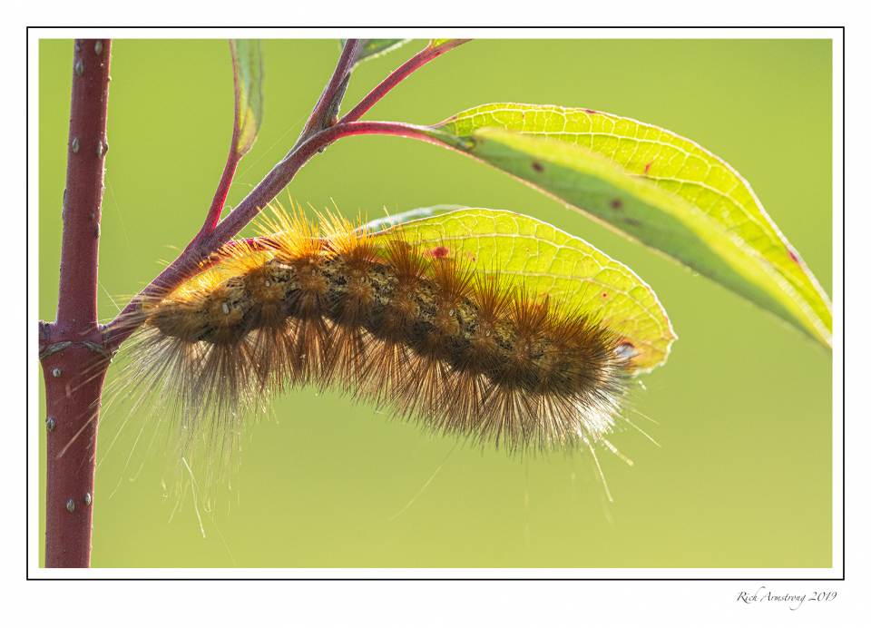 caterpillar 1.jpg